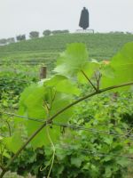 viele bekannte Hersteller haben ihre Weinberge im Duoro-Tal