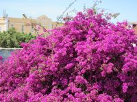 Blumenpracht in Lissabon