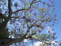 Jacaranda Baum in der Blüte