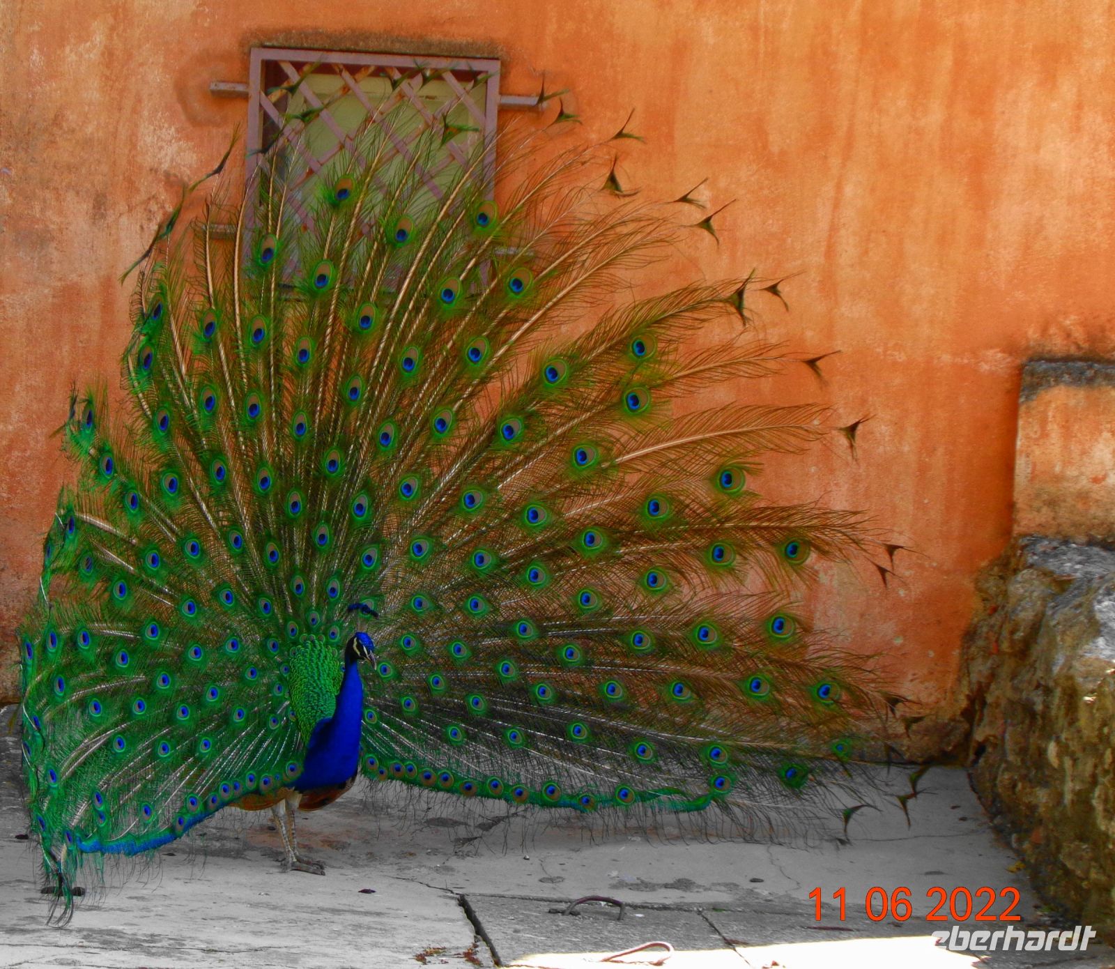 Lissabon Castelo de São Jorge Pfau im Park