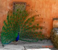 Lissabon Castelo de São Jorge Pfau im Park