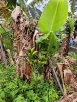 Wanderung Levada von Maracos
