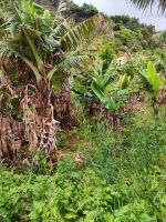 Wanderung Levada von Maracos