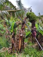 Wanderung Levada von Maracos