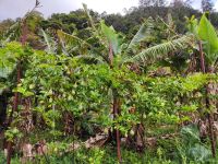 Wanderung Levada von Maracos