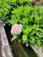 Wanderung Levada von Maracos