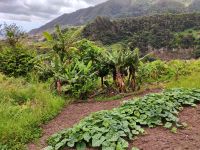 Wanderung Levada von Maracos