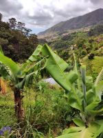 Wanderung Levada von Maracos