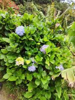 Wanderung Levada von Maracos