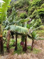 Wanderung Levada von Maracos
