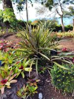 Botanischer Garten von Funchal