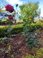 Botanischer Garten von Funchal