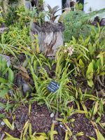 Botanischer Garten von Funchal