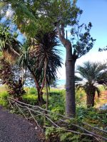 Botanischer Garten von Funchal
