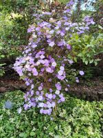 Botanischer Garten von Funchal