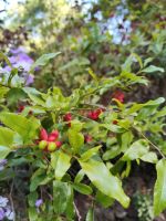 Botanischer Garten von Funchal
