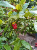 Botanischer Garten von Funchal