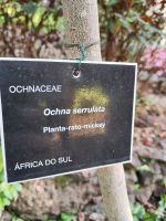 Botanischer Garten von Funchal