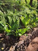 Botanischer Garten von Funchal