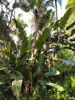 Botanischer Garten von Funchal