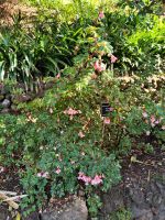 Botanischer Garten von Funchal