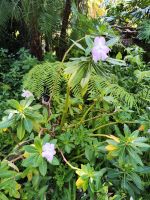 Botanischer Garten von Funchal
