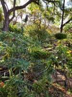 Botanischer Garten von Funchal
