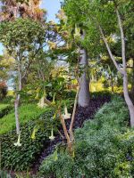 Botanischer Garten von Funchal