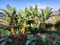 Botanischer Garten von Funchal