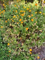 Botanischer Garten von Funchal