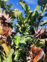 Botanischer Garten von Funchal