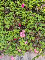 Botanischer Garten von Funchal