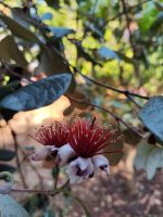 Botanischer Garten von Funchal