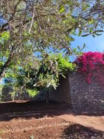 Botanischer Garten von Funchal