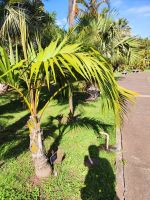 Botanischer Garten von Funchal