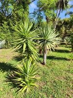 Botanischer Garten von Funchal