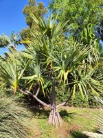 Botanischer Garten von Funchal