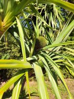Botanischer Garten von Funchal