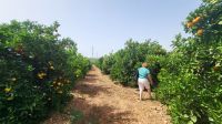 Singlereise Algarve / Portugal - Besuch einer Orangenplantage