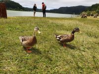 Azoren, Insel Sao Miguel, Furnas See