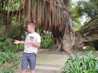 Azoren, Insel Sao Miguel, Reiseleiter Frederick vorm Neuseeländischen Eisenholzbaum