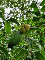 Azoren, Insel Sao Miguel, Terra Nostra Park, Frucht am Kamelienbaum