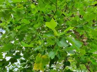 Azoren, Insel Sao Miguel, Terra Nostra Park, Tulpenbaum