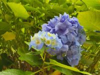 Azoren, Insel Sao Miguel, Hortensien im Terra Nostra Park
