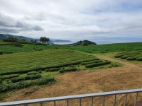 Azoren, Insel Sao Miguel, Teefabrik Gorreana