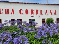 Azoren, Insel Sao Miguel, Teefabrik Gorreana