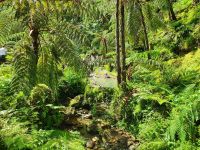 Azoren, Insel Sao Miguel, Caldeira Velha