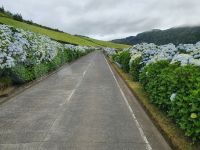 Azoren, Insel Sao Miguel, Hortensienstrasse im Westen der Insel