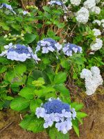 Azoren, Tellerhortensien