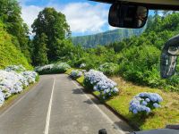 Azoren, Hortensienstrasse